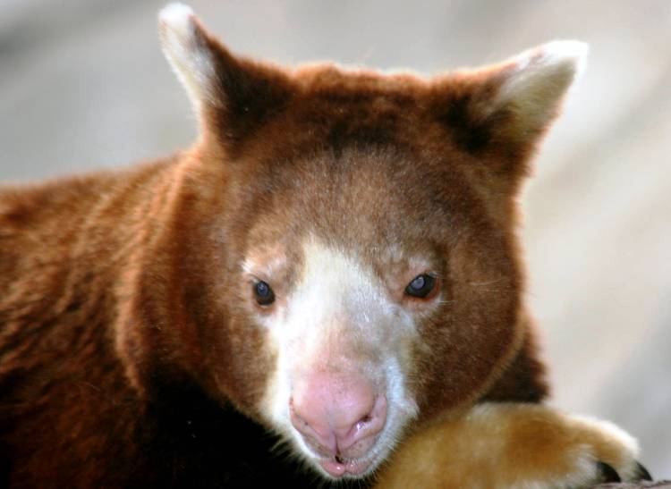 Cute Baby Tree Kangaroo