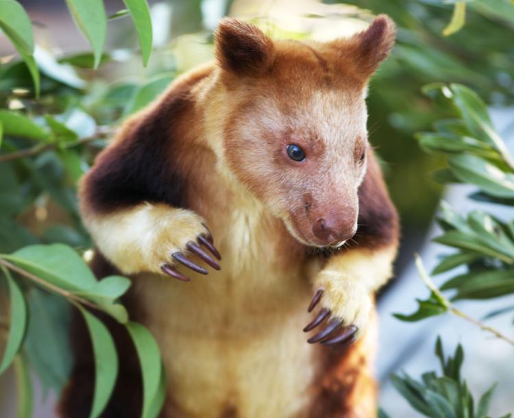 Cutest Animal Ever Tree Kangaroo