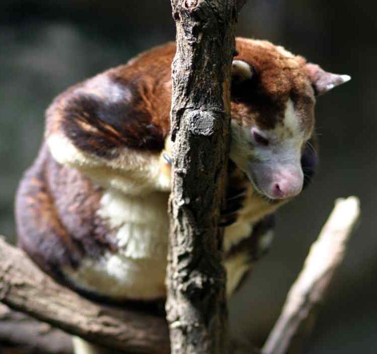 Adorable Tree Kangaroo