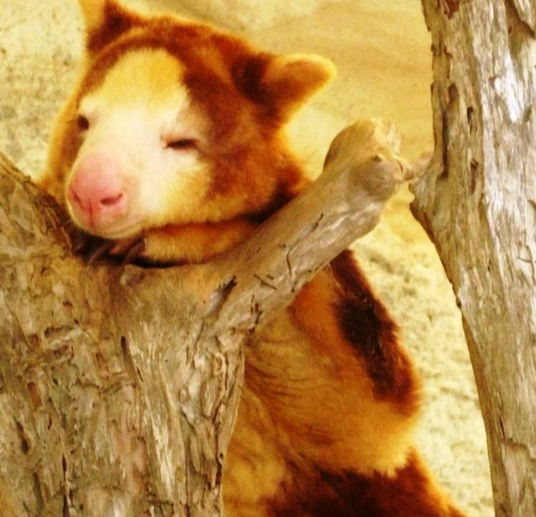 Tree Kangaroo Cute Picture