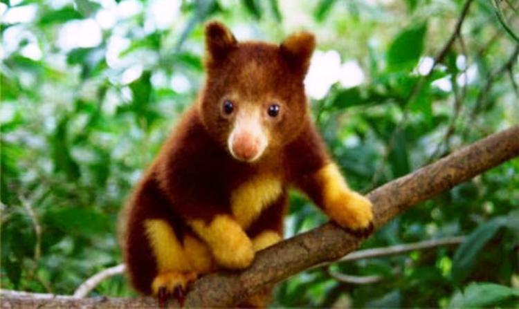 Tree Kangaroo Picture