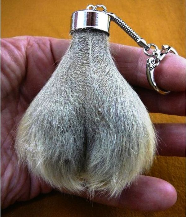 Ebay Kanaroo Scrotum