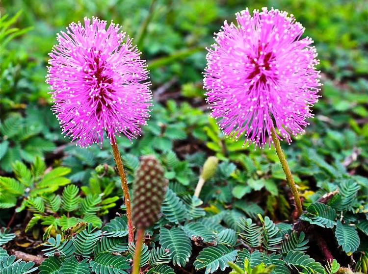 Mimosa Pudica