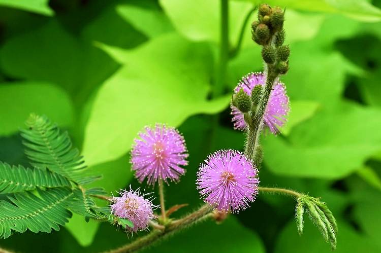 Strangest Plants Mimosa Pudica