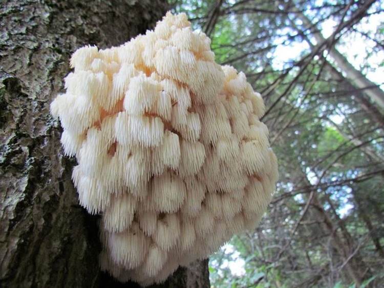 Bears Head Tooth Mushroom