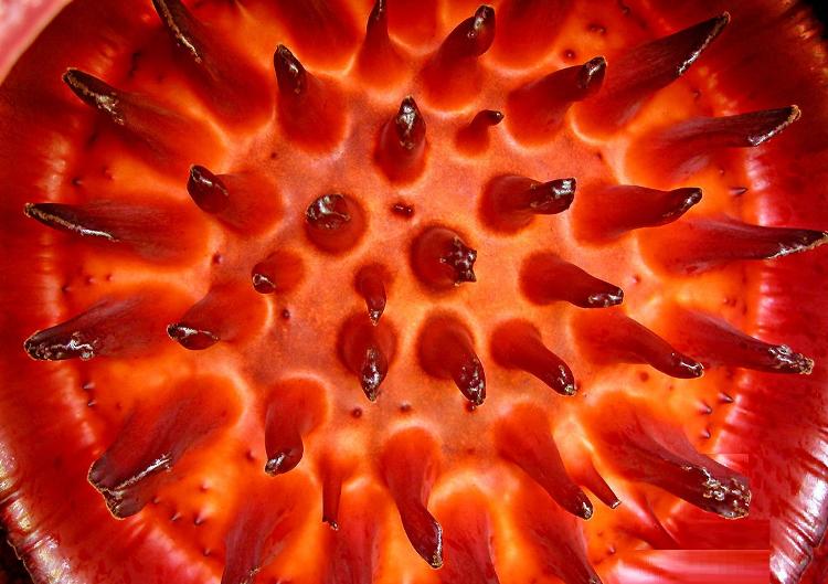 Rafflesia Arnoldii Flower