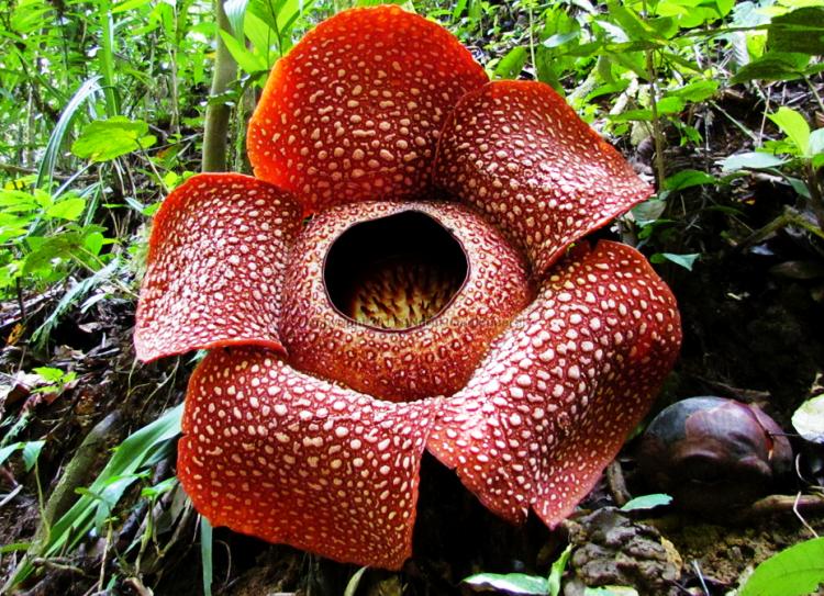 Gigantic Rafflesia Arnoldii