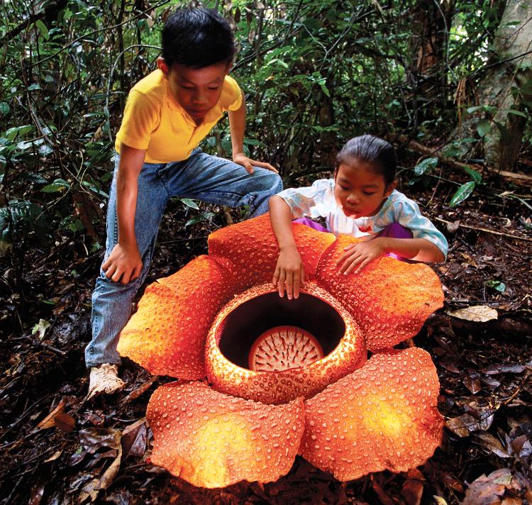 World's Strangest Plants Rafflesia Arnoldii Photograph