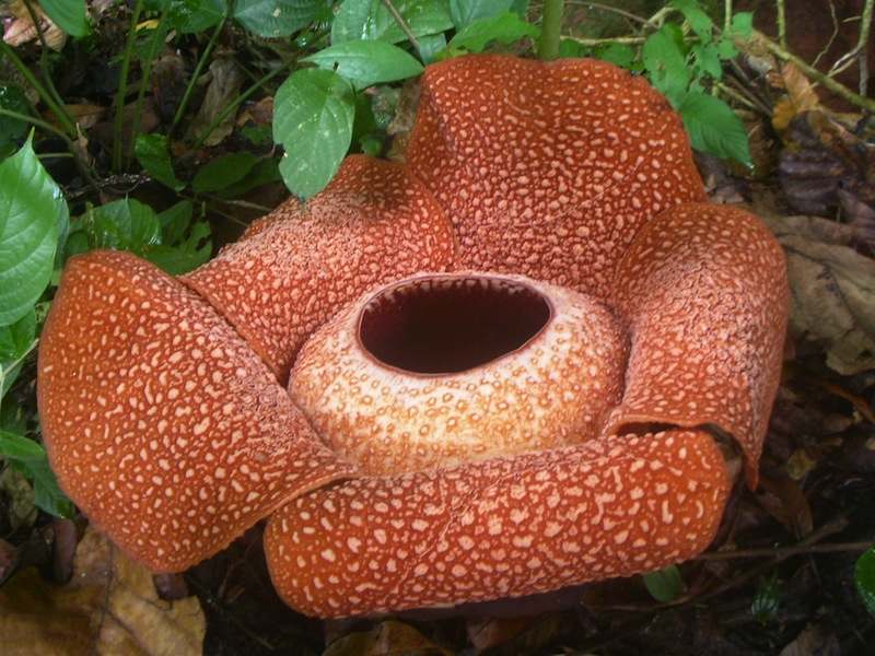 Rafflesia Arnoldii Strangest Plants