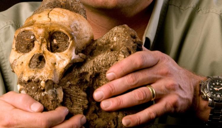 Human Ancestor Skull in South Africa