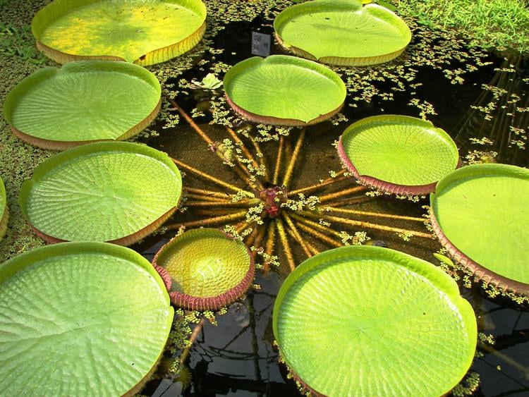 Victoria Amazonica World's Strangest Plants