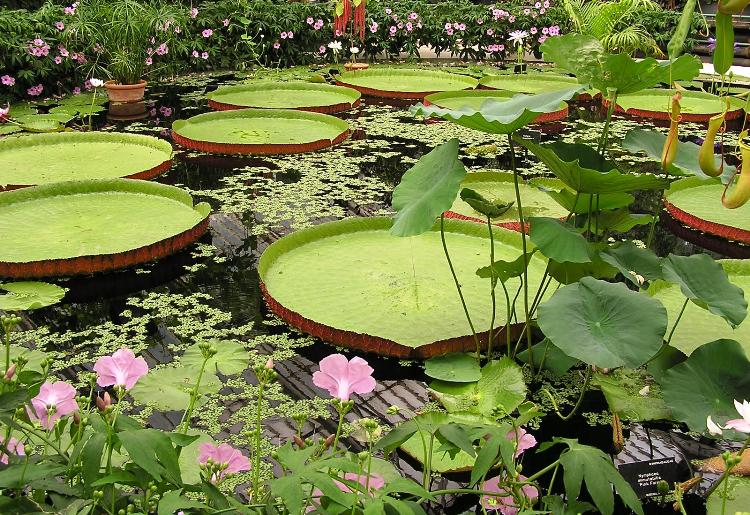 Victoria Amazonica Gigantic Water Lily