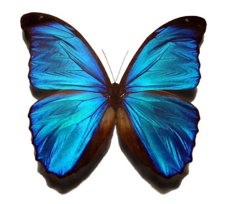 Blue Morpho Most Beautiful Butterflies In The World