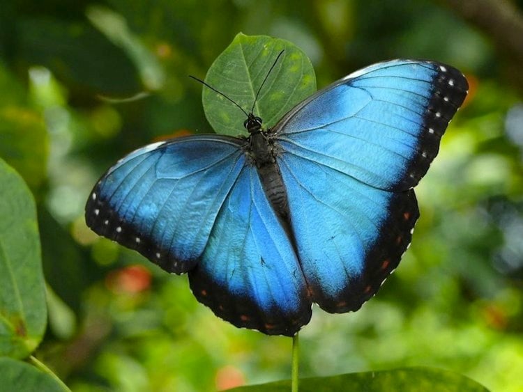 Blue Morpho Butterfly