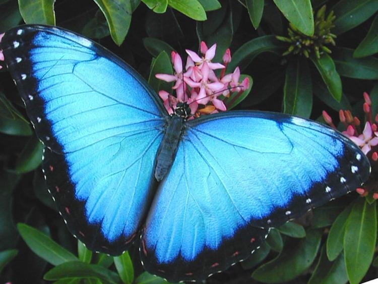 Blue Morpho Butterfly Wings