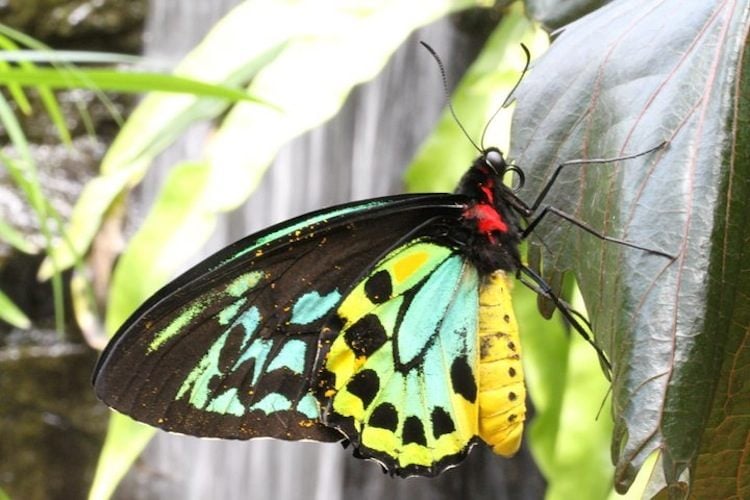 Goliath Birdwing Butterfly