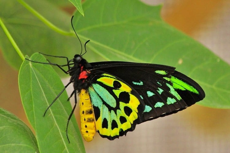 Goliath Butterfly Picture