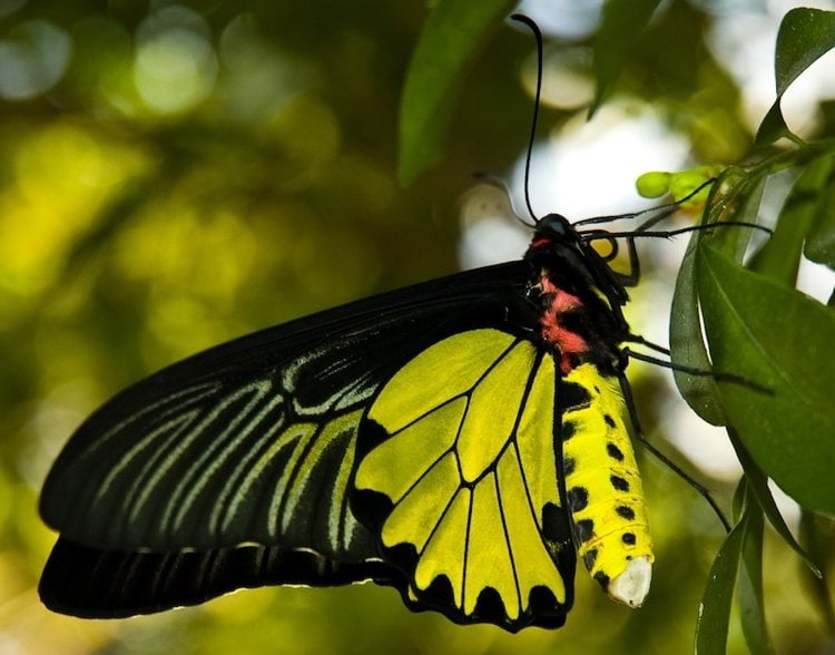 Most Beautiful Butterflies In The World Goliath Butterfly