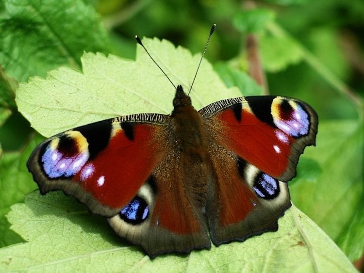 Peacock Butterfly