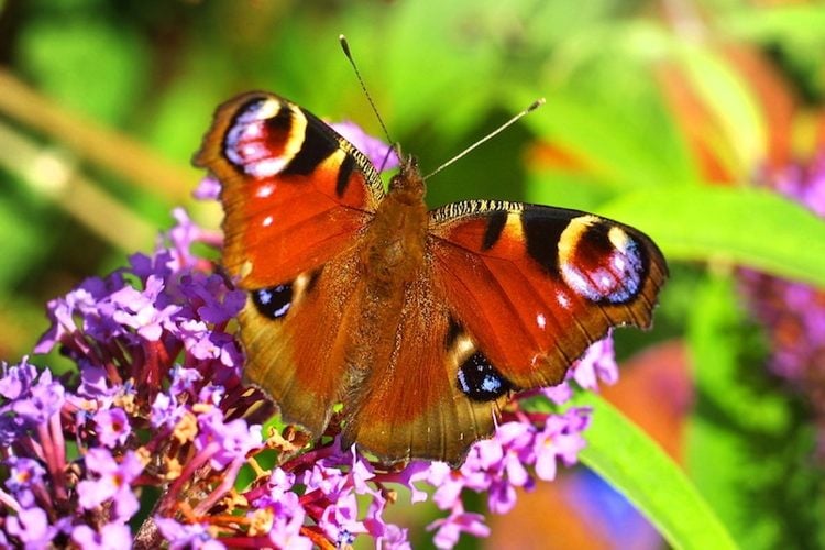 Most Beautiful Butterflies Peacock