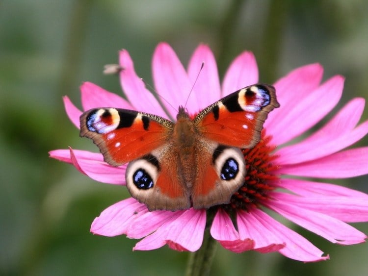 Peacock Beautiful Butterfly