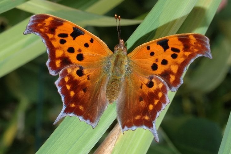 Most Beautiful Butterflies In The World Question Mark Butterfly