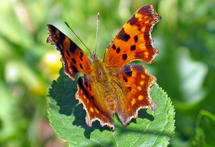 Question Mark Butterfly Photograph