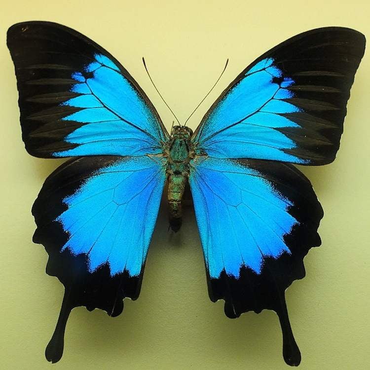 most beautiful butterfly