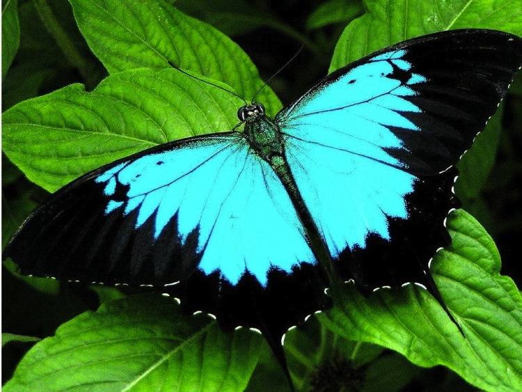 Stunning Blue Butterflies From Around The World - Australian