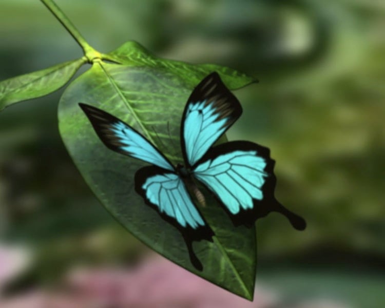 pretty pictures of real butterflies