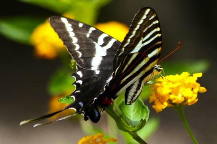 Zebra Swallowtail Butterfly
