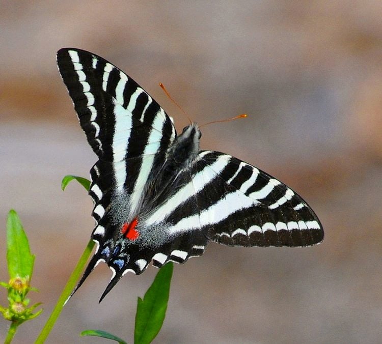 Zebra Amazing Butterfly