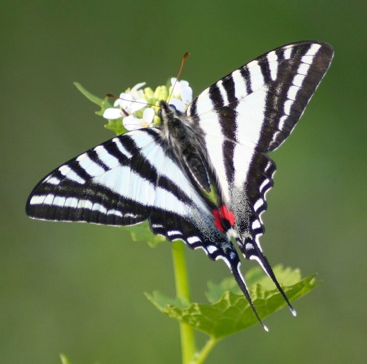 Most Beautiful Butterflies Zebra