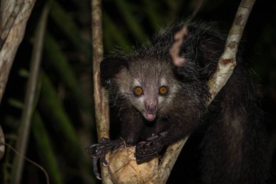Real Weird Animals 29 Pictures Of The Strangest Creatures On Earth