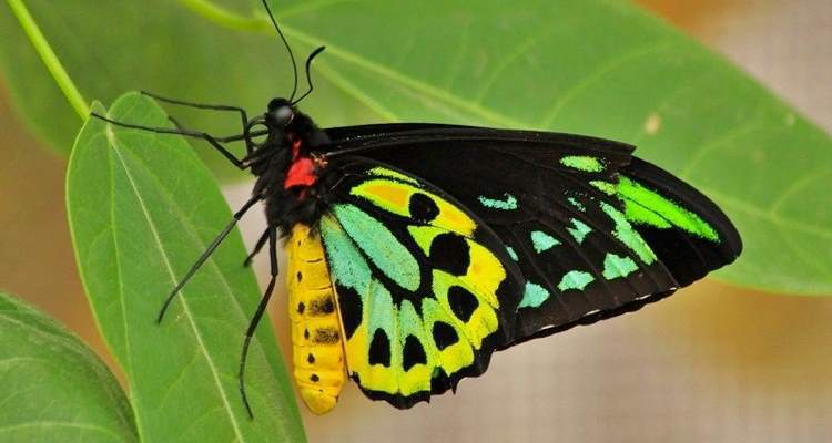 real beautiful colorful butterflies