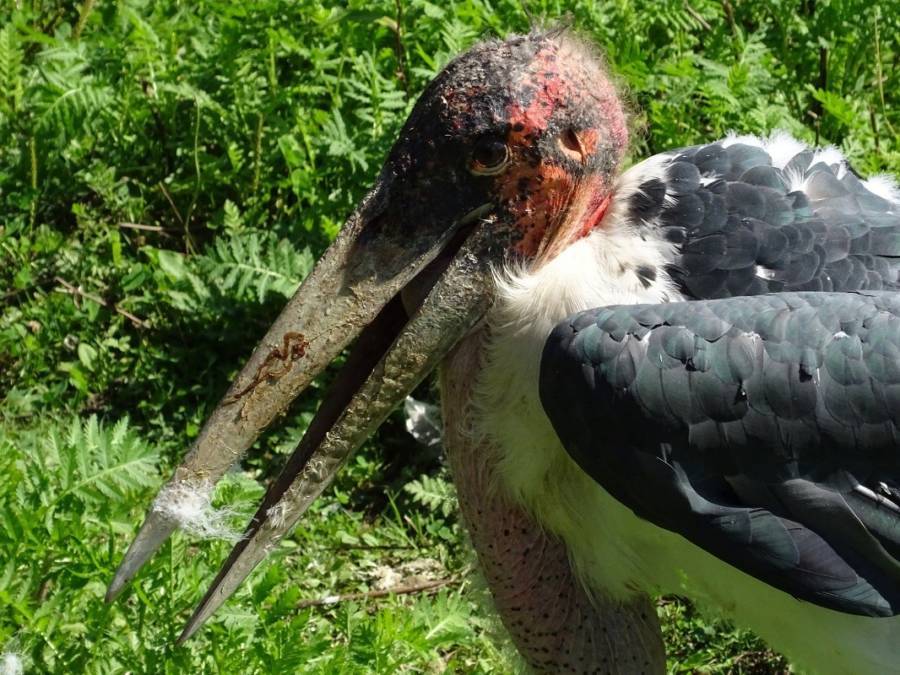 Maribou Stork Weird Animal Pictures