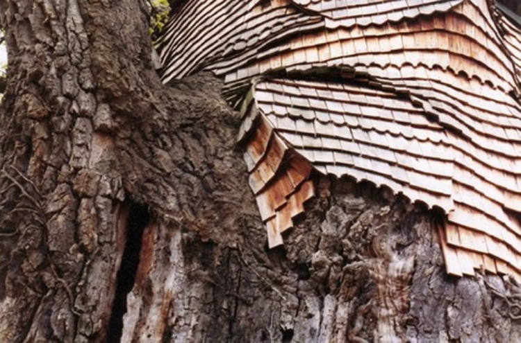 Incredible Oak Chapel