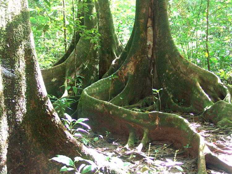 Corcovado Rain Forest