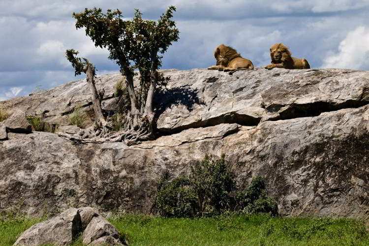 Best National Parks Serengeti