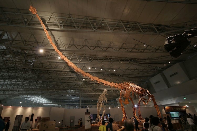 Mamenchisaurus Picture