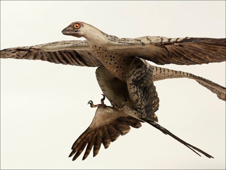 Picture Of A Microraptor