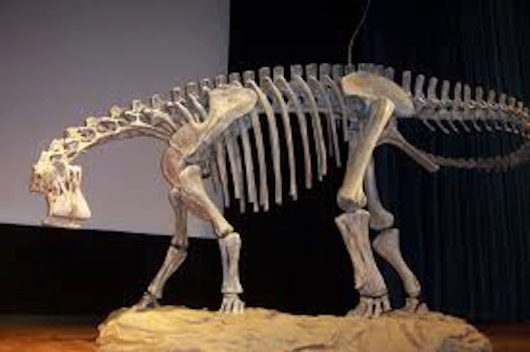 Nigersaurus taqueti