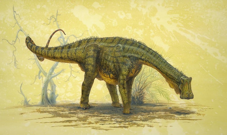 Nigersaurus taqueti Picture