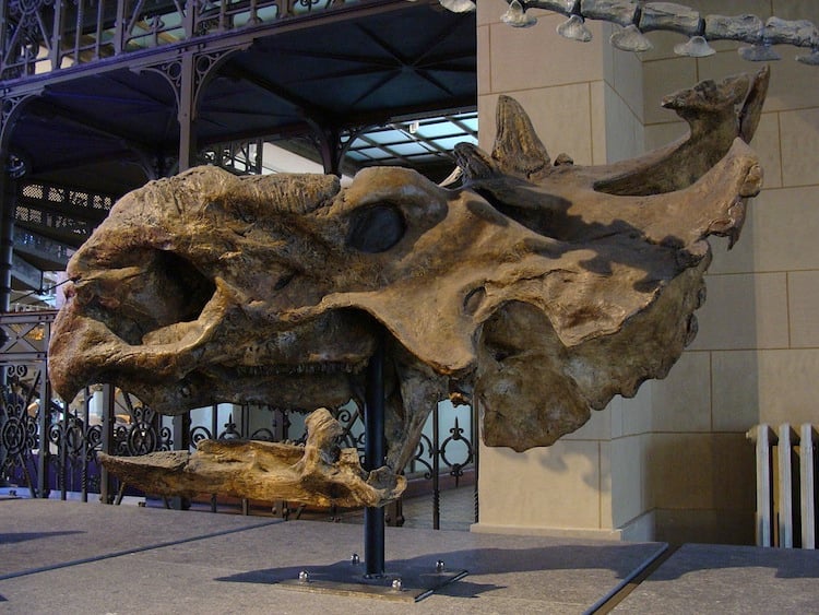 Pachyrhinosaurus Picture