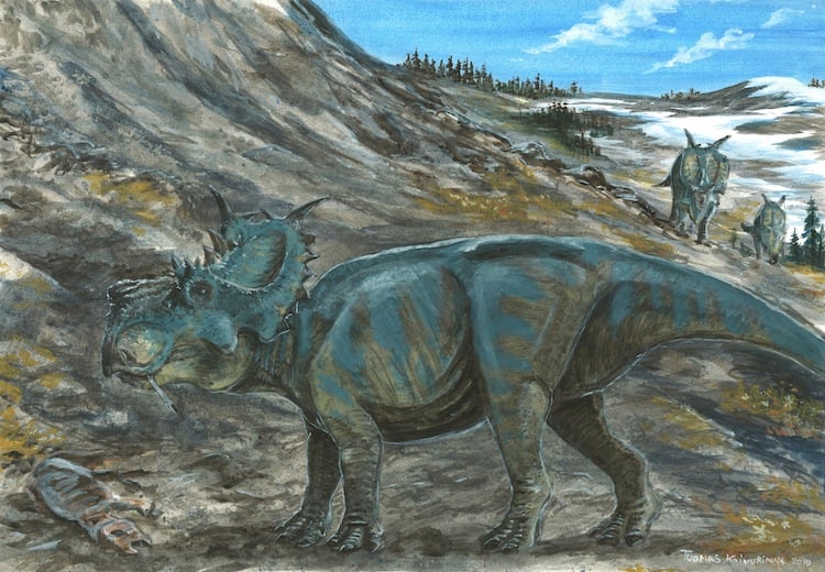 Pachyrhinosaurus lakustai