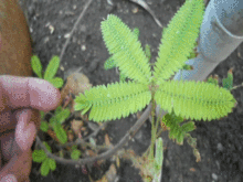 Mimosa Pudica Peculiar Plants