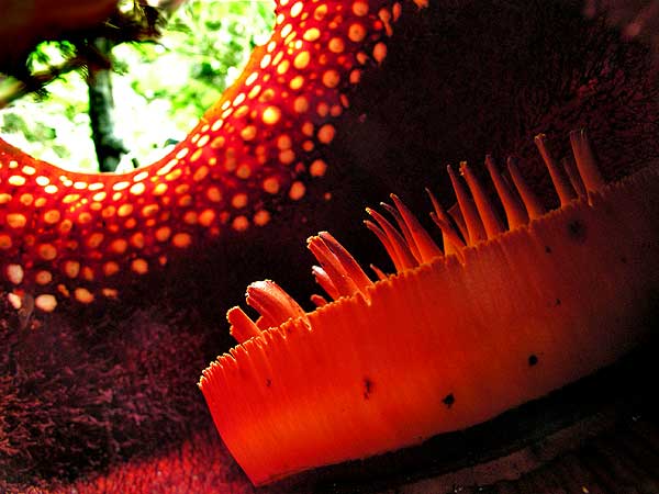 Inside of a Corpse Flower