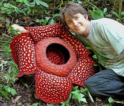 Rafflesia Arnoldii Picture