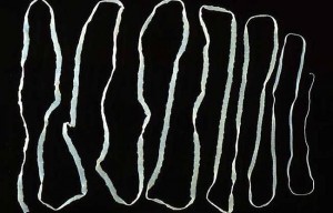 Tapeworm Diet