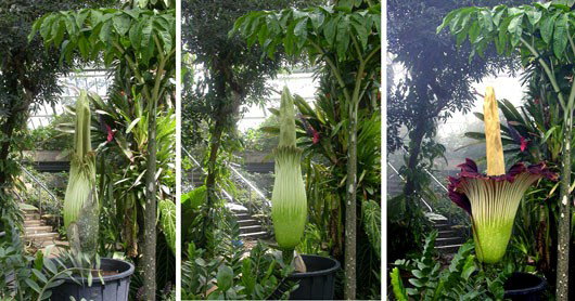 Flowering Titan Arum Peculiar Plants